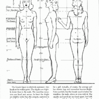 Female body proportions (special service for #plus613 users)