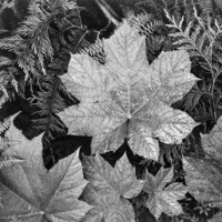 Glacier Park Ansel Adams