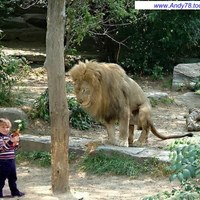 Baby and leo
