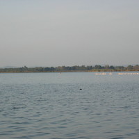 Heron taking off (1)