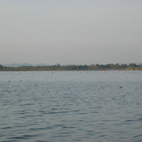 Heron taking off (3)