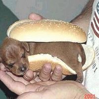 Hot Dog