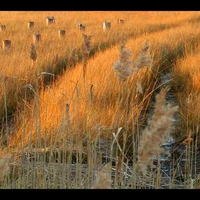 marsh tracks