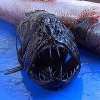 fangtooth