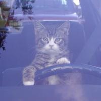 Don't like the way I drive? Then stay off the footpath!