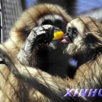 animal lover in valentine6