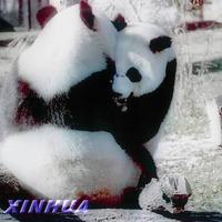 animal lover in valentine7