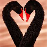 animal lover in valentine9