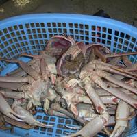 case of the crabs