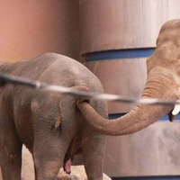 elephant trunking?