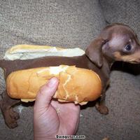 Hot Dog