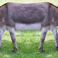donkey
