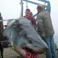a great white in Galveston Texas?