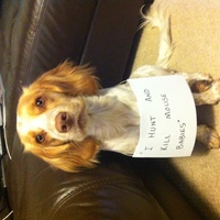 my dog willow