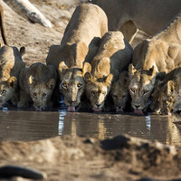 big kitties take a drink