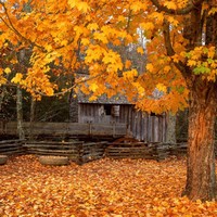 fall color