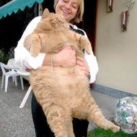    real cat