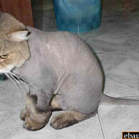 This cat has every right to look pissed off!
