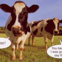 Cows rock #2