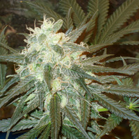 mmmm pretty!