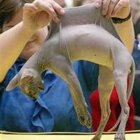 cat stretch