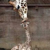 Giraffes
