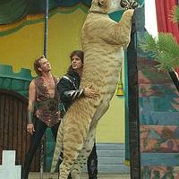liger: a cross between a lion and tiger