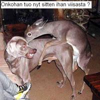 Puppy love