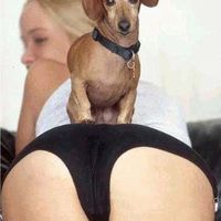 Watch dog