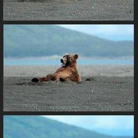 High Bear