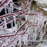 Icicles on a bush