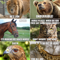 punny animals