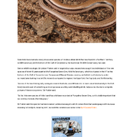 New species of Australian skink named by scientists