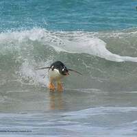 surfing bird