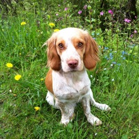 my dog willow