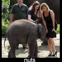 elephants never forget