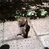 all we are saying... is give monkey porn a chance