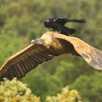 Crow hitchiker