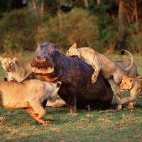 poor little hippo