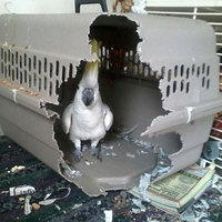 Polly wanted a FUCKING CRACKER