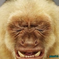 Crazy Monkey Face