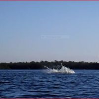 Hungry dolphin