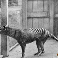 Thylacine Tasmanian Tiger