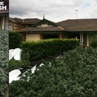 Drug Bust