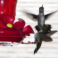 Hummer Fight