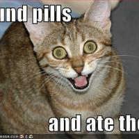 Funny cat