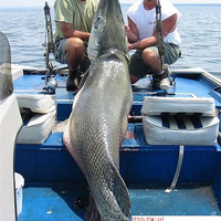 Aligator Garfish for Fossil