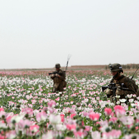 Protecting the Poppy Fields for Dorothy