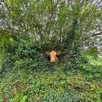 Peek-a-moo!