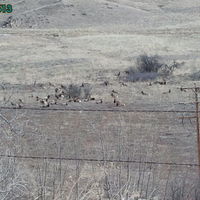 heard of elk 